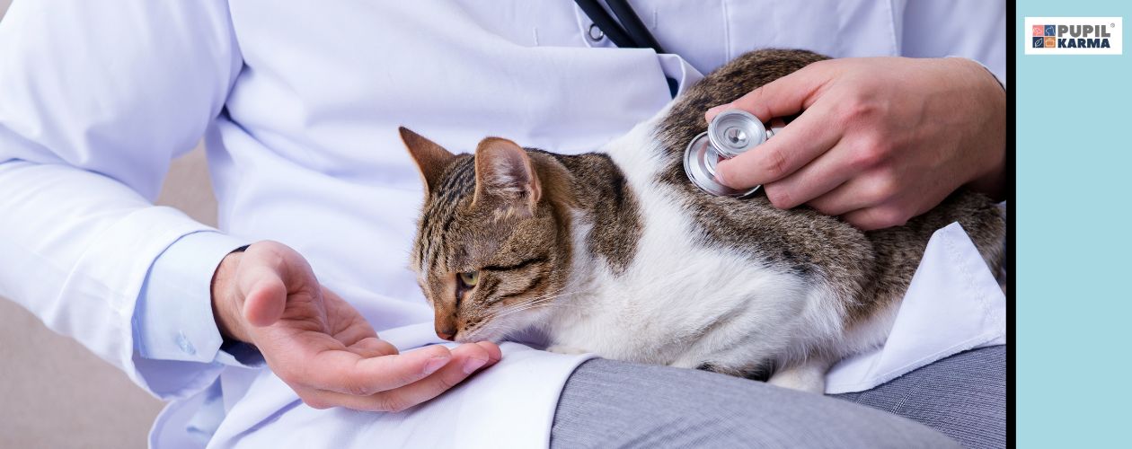 Problemy z trzustką sa powszechne u kotów. Na zdjęciu kot na kolanach lekarza weterynarii. Po prawej niebieski pas i logo pupilkarma. 
